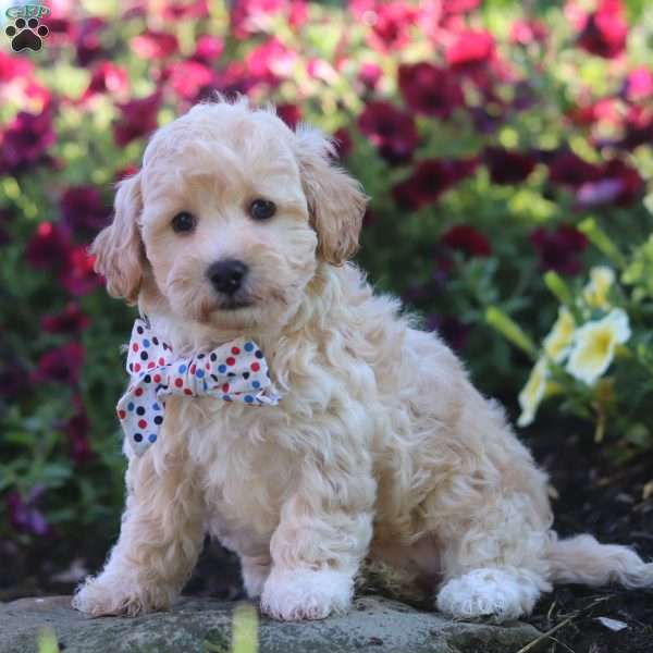 Brodie, Havapoo Puppy